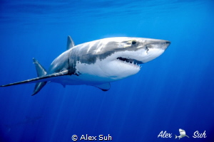 Great White Shark Passing By by Alex Suh 